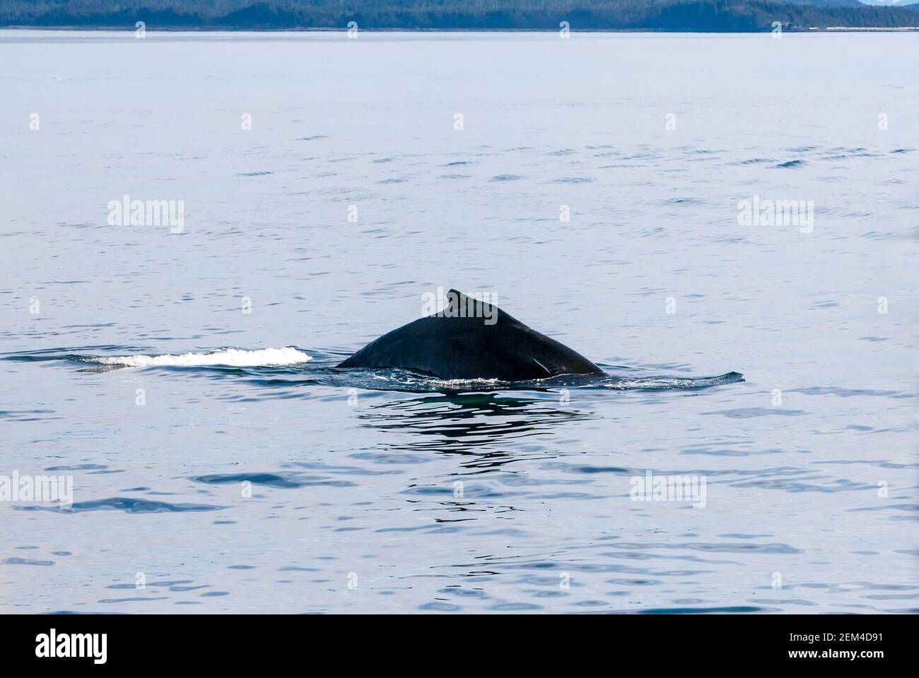Dorsal fin of a Humpback whale (Megaptera novaeangliae) surfacing in the waters of southern Alaska Stock Photo