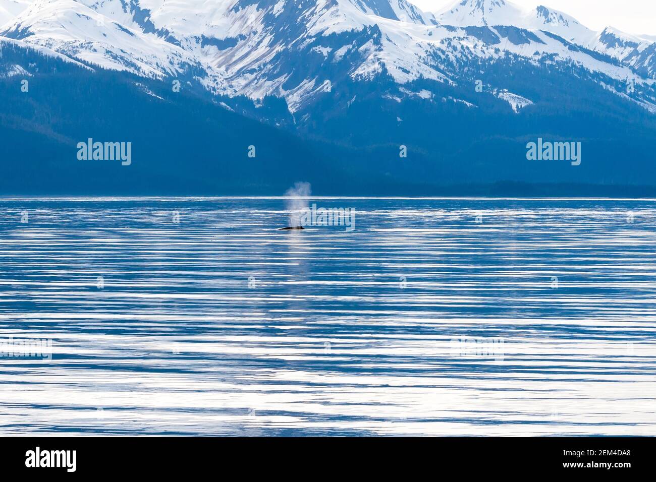 The blow of a Humpback Whale (Megaptera novaeangliae) surfacing off the coast of Alaska with snow-capped mountains in the background Stock Photo