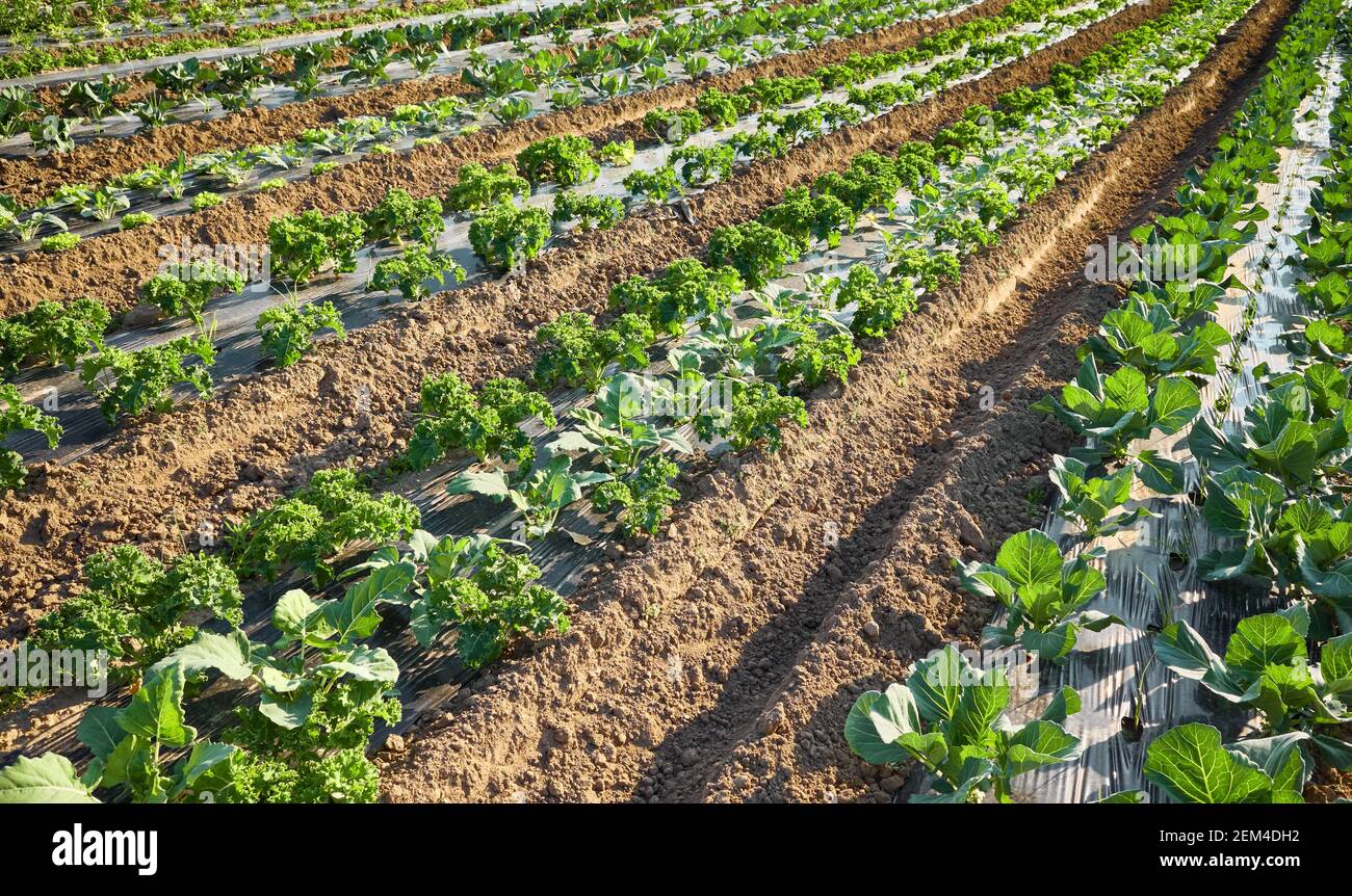 Organic farm field with patches covered with plastic mulch used to suppress weeds and conserve water. Stock Photo