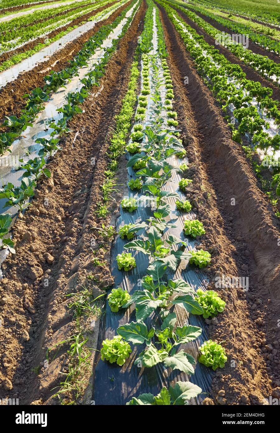 Organic farm field with patches covered with plastic mulch used to suppress weeds and conserve water. Stock Photo