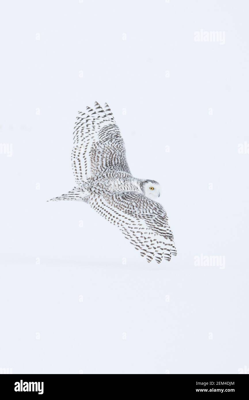 Snowy owl face hi-res stock photography and images - Alamy
