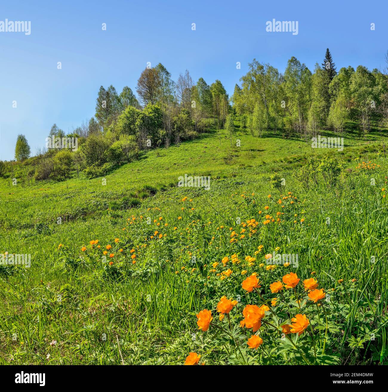Bright orange wild flowers on the flowering spring meadow . Globe-flowers (Trollius asiaticus) - endangered plants wich need in protection and conserv Stock Photo
