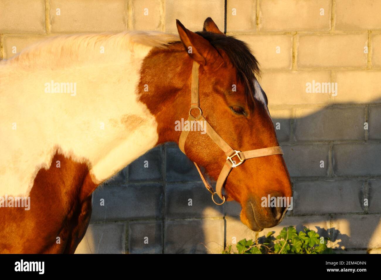 Pinto Horse High Resolution Stock Photography And Images Alamy