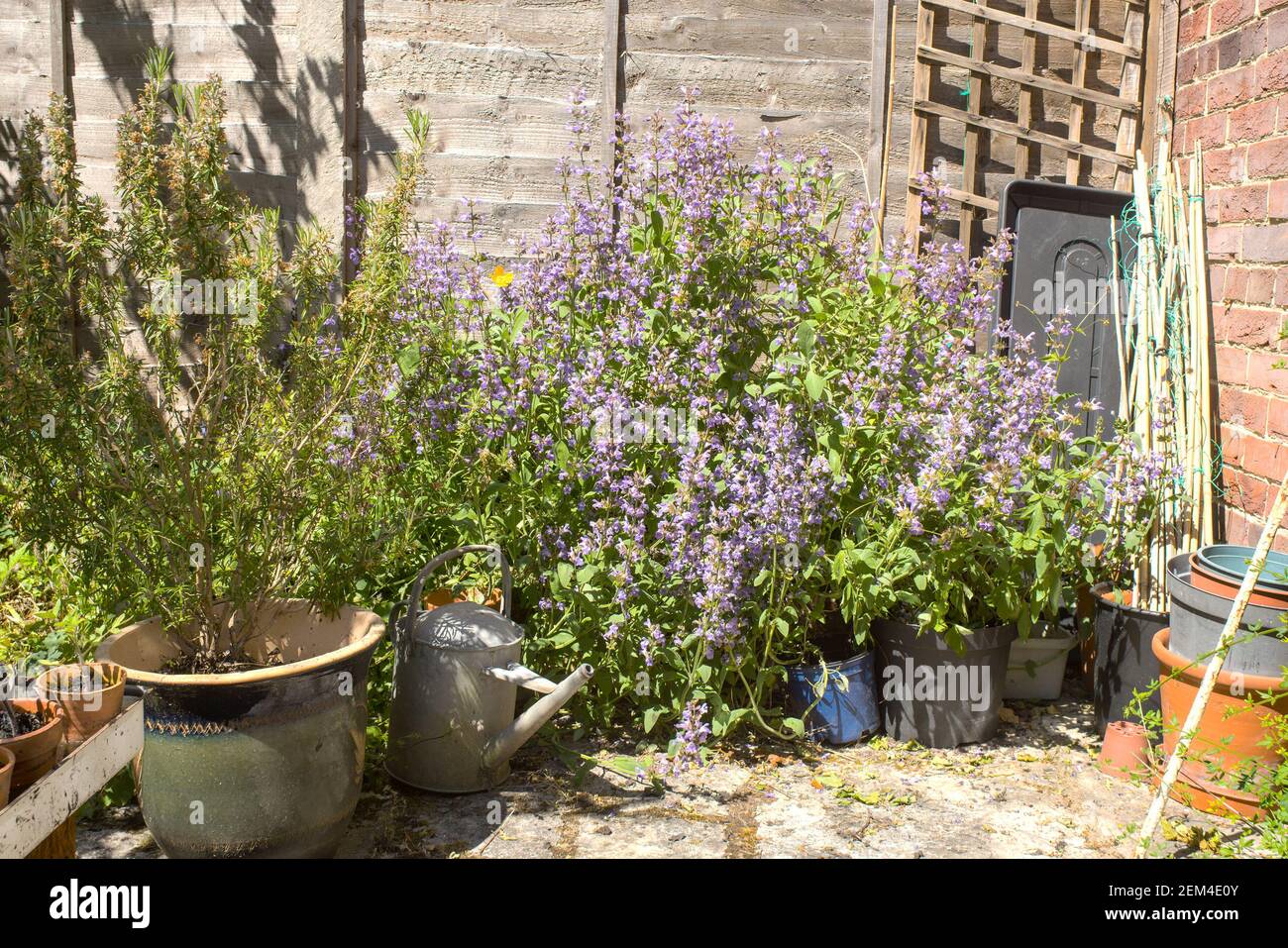 A sunny corner of a garden in southern England with rosemary and sage bushes Stock Photo