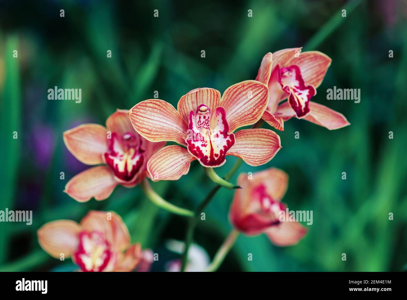 Cymbidium (boat orchid) orange-brown flowers in orchid garden, closeup Stock Photo
