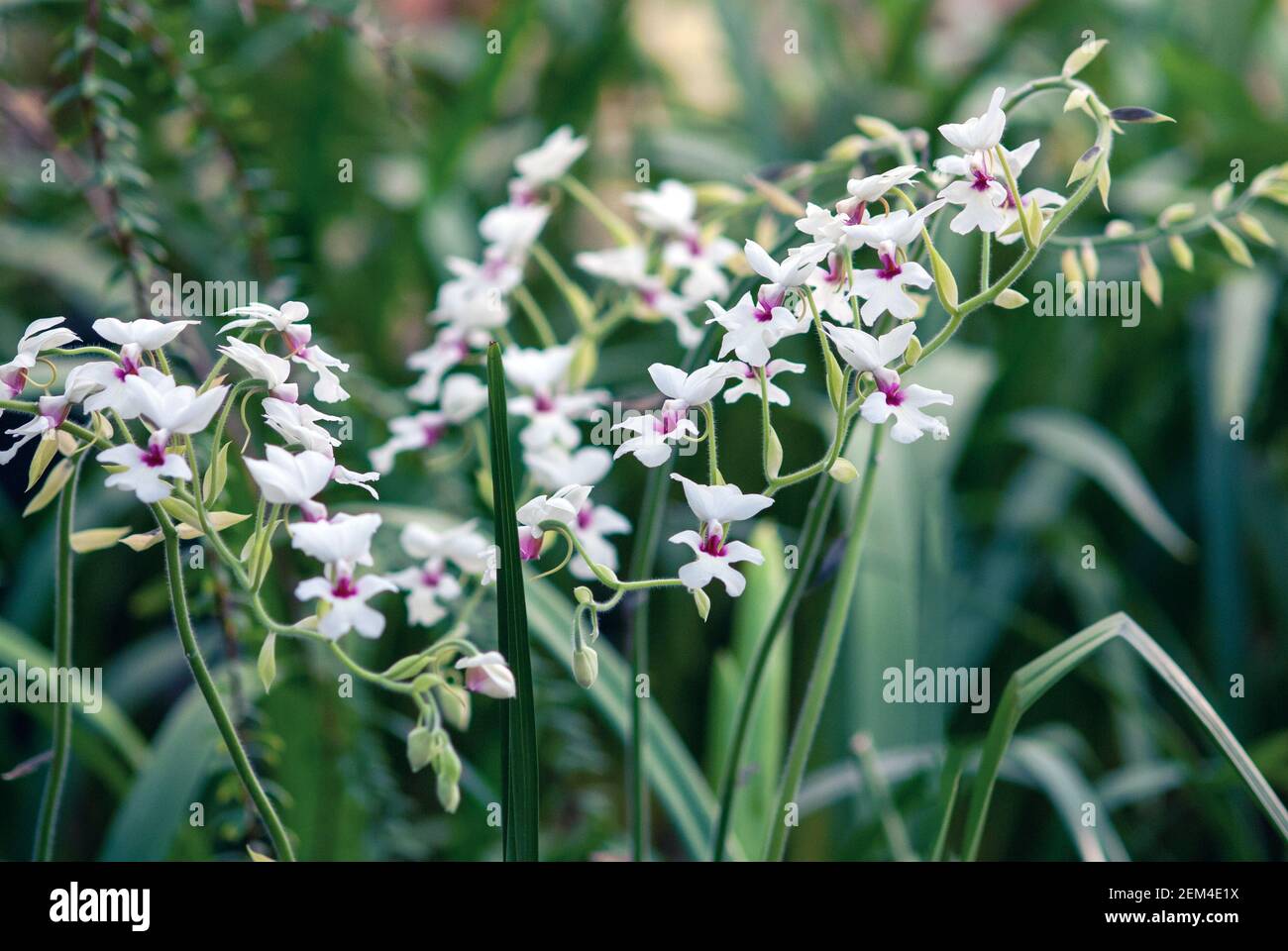 Calanthe vestita orchid flowering in botanical garden Stock Photo