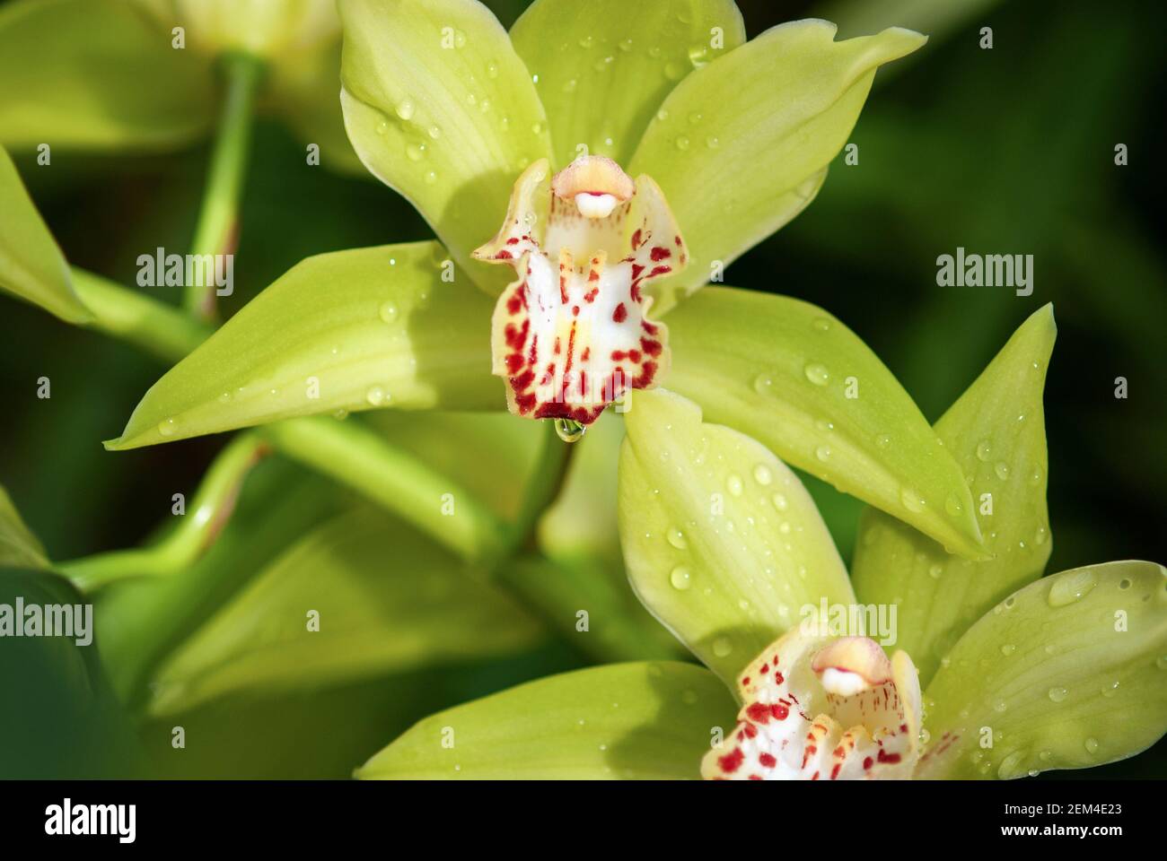 Yellow-green boat orchid flowers (Cymbidium devonianum) close-up Stock Photo