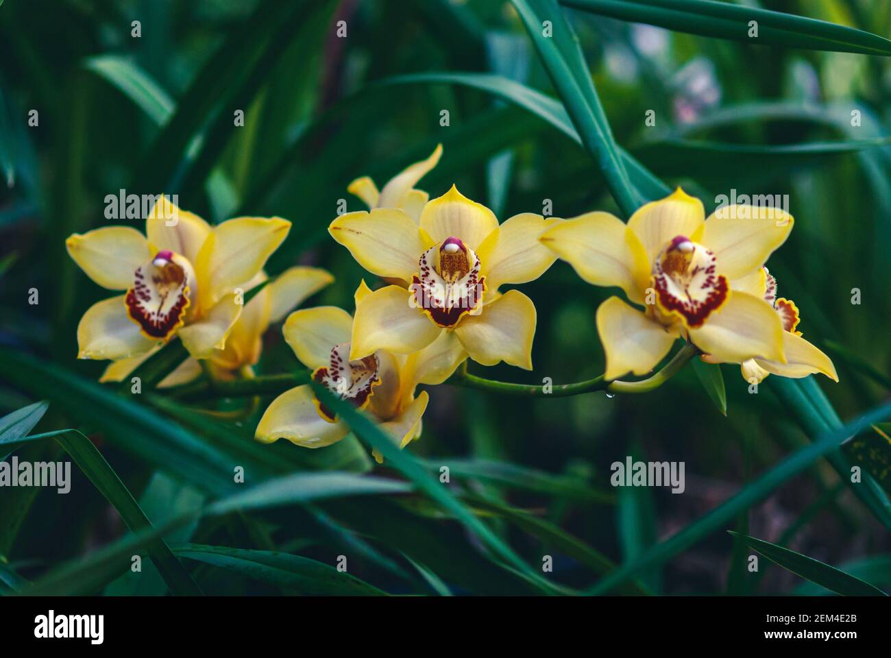Yellow-orange boat orchid flowers (Cymbidium devonianum) in orchid garden Stock Photo
