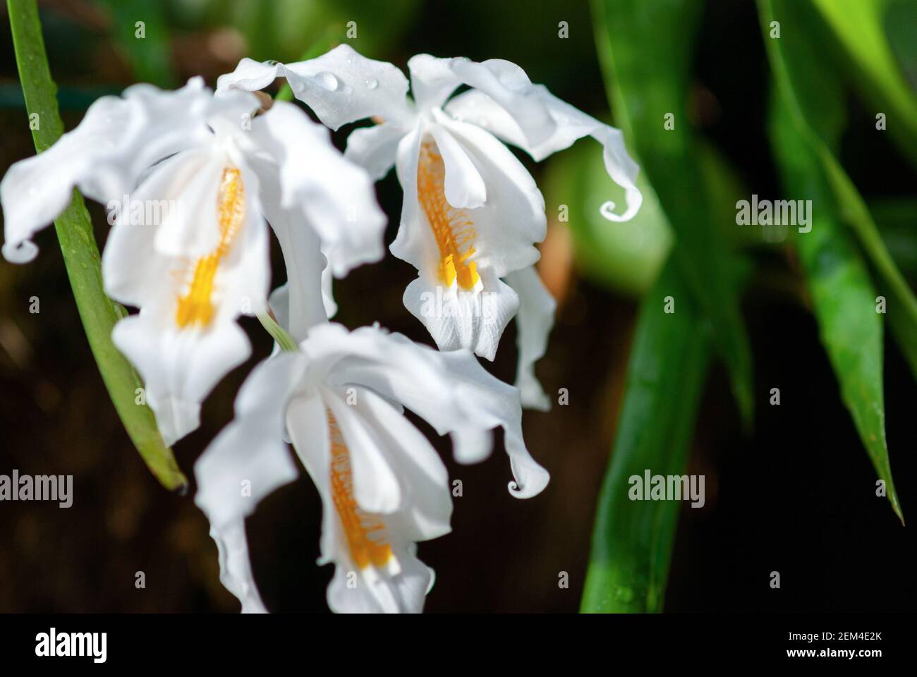Coelogyne cristata (Crested Coelogyne) white orchid flowers, Eastern Himalayan orchid closeup Stock Photo