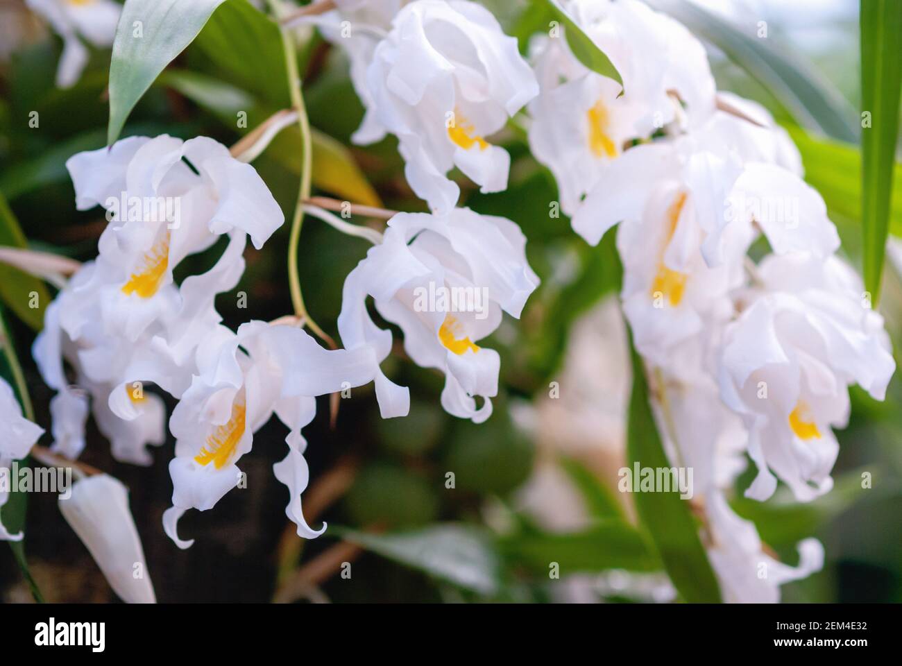White flowers of Coelogyne cristata (Angel Orchid), closeup Cymbidium speciosissimum Stock Photo
