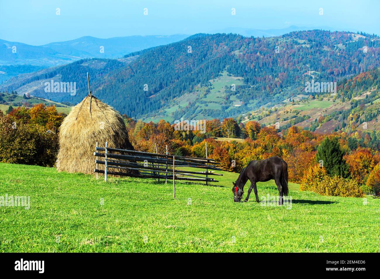 Horse in a pasture in the mountains in autumn Carpathian Stock Photo