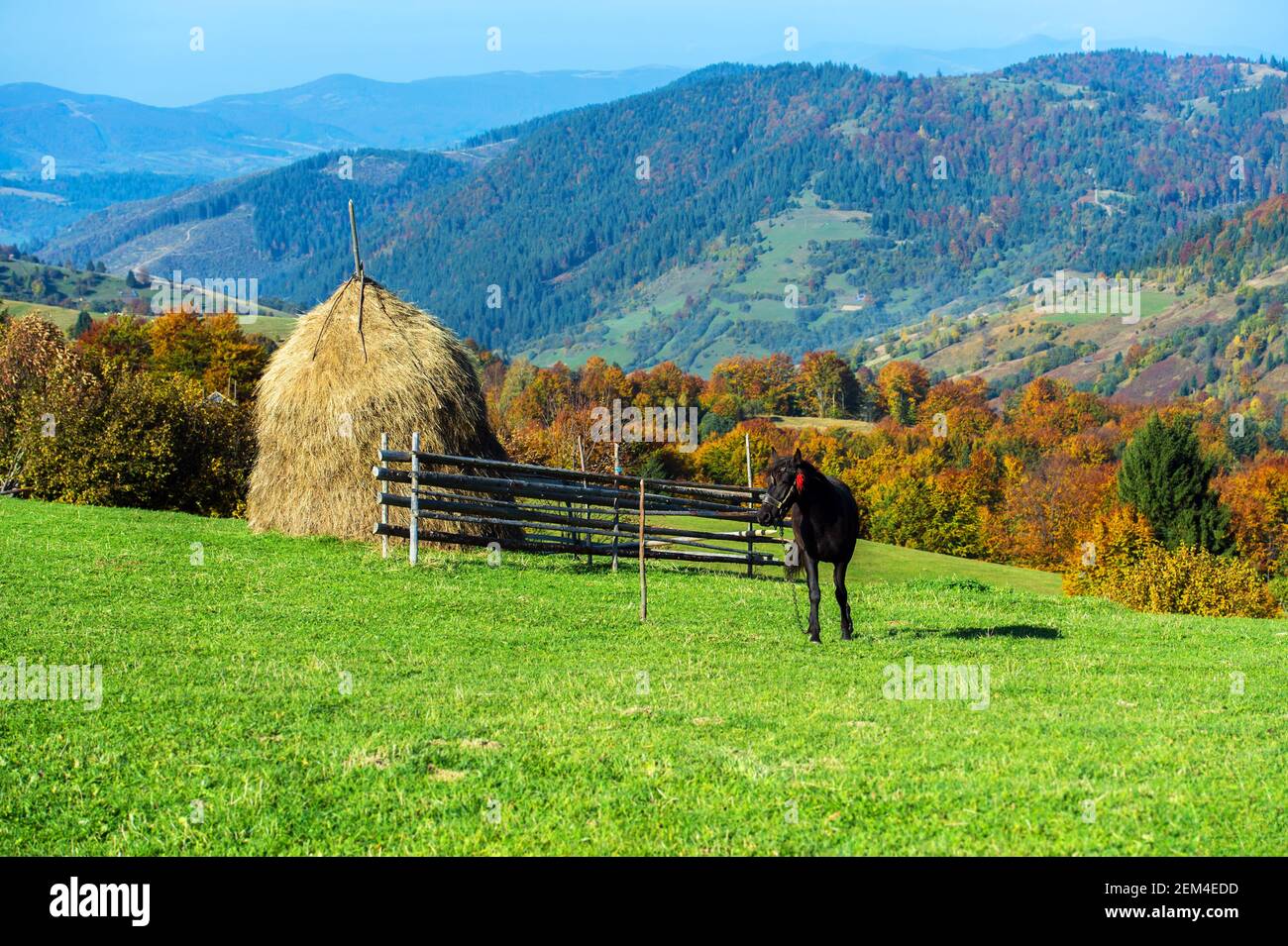 Horse in a pasture in the mountains in autumn Carpathian Stock Photo