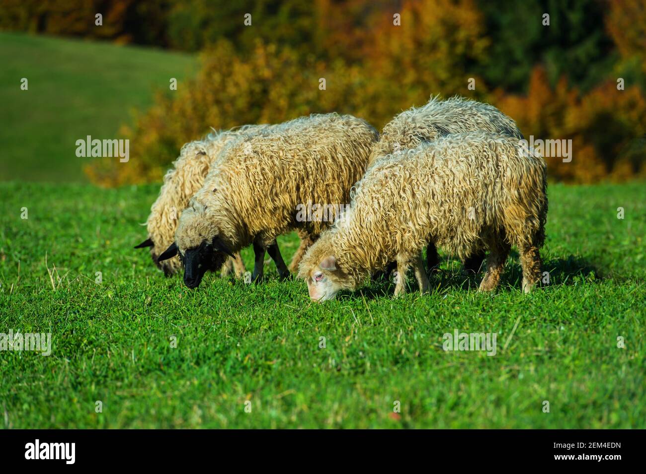 Flock of sheep in the Carpathian mountains Stock Photo - Alamy
