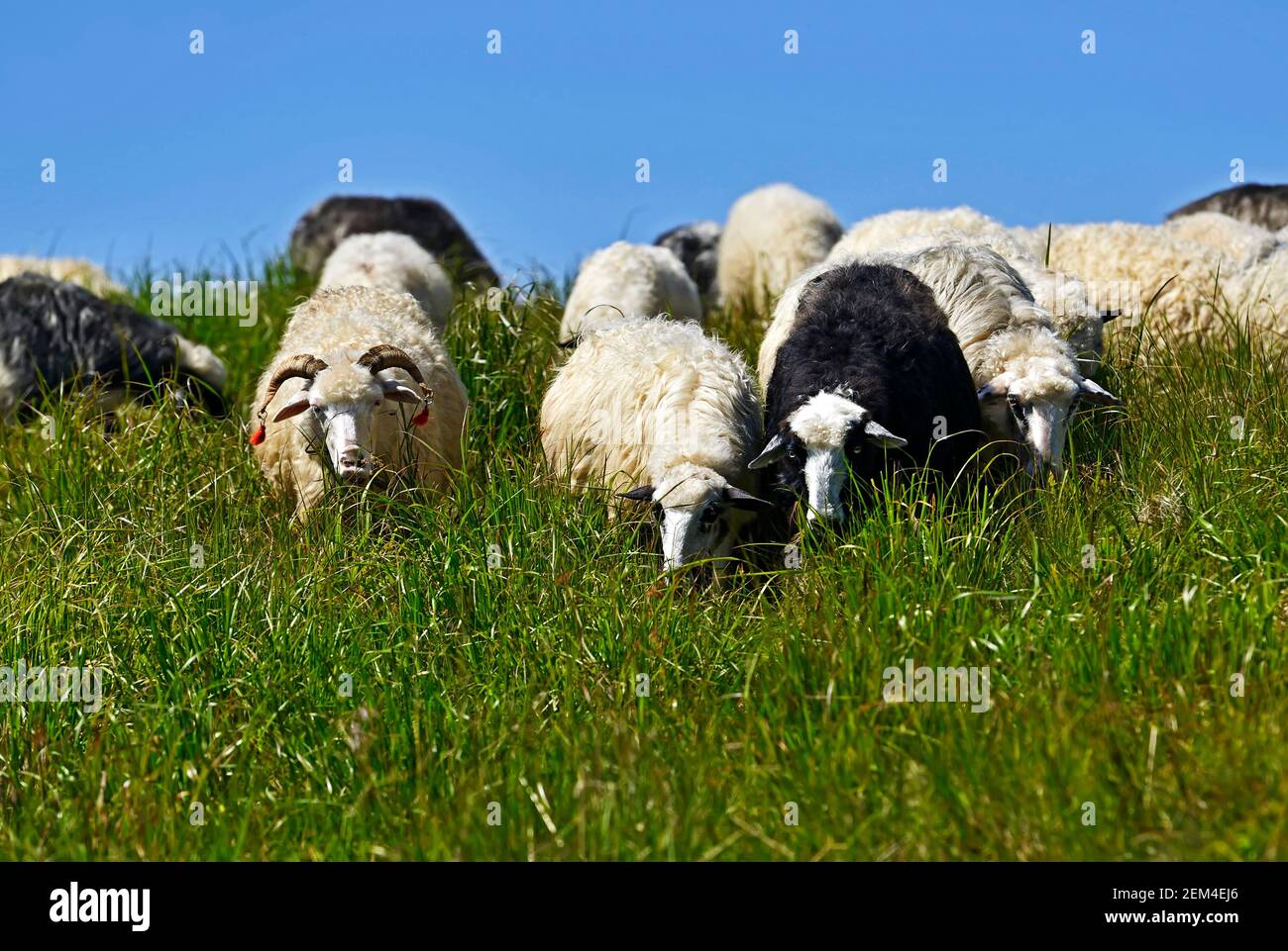 Flock of sheep in distance hi-res stock photography and images - Alamy