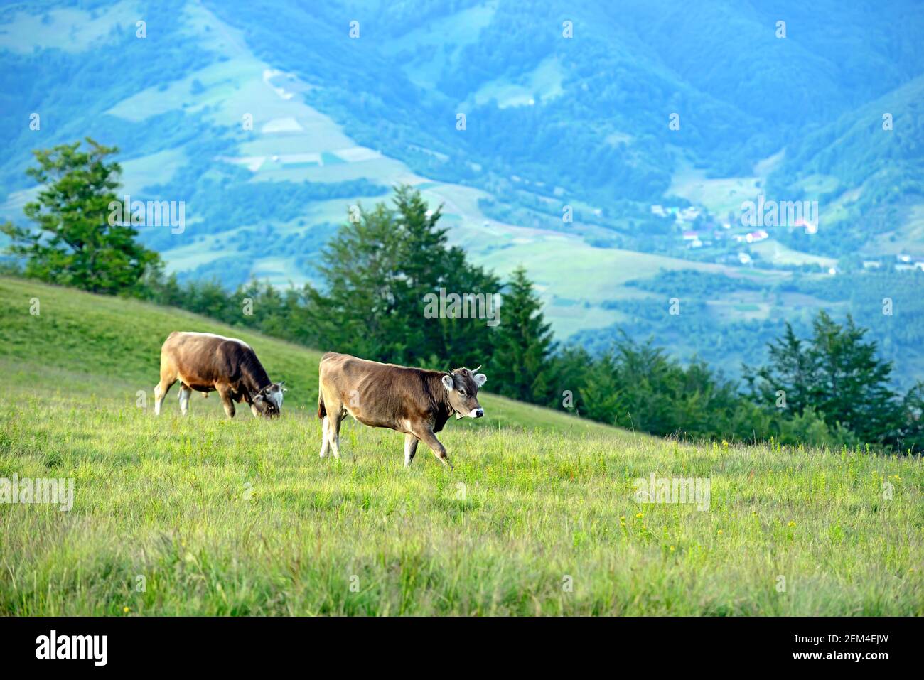 Carpathian cow in a pasture in the mountains in spring Stock Photo