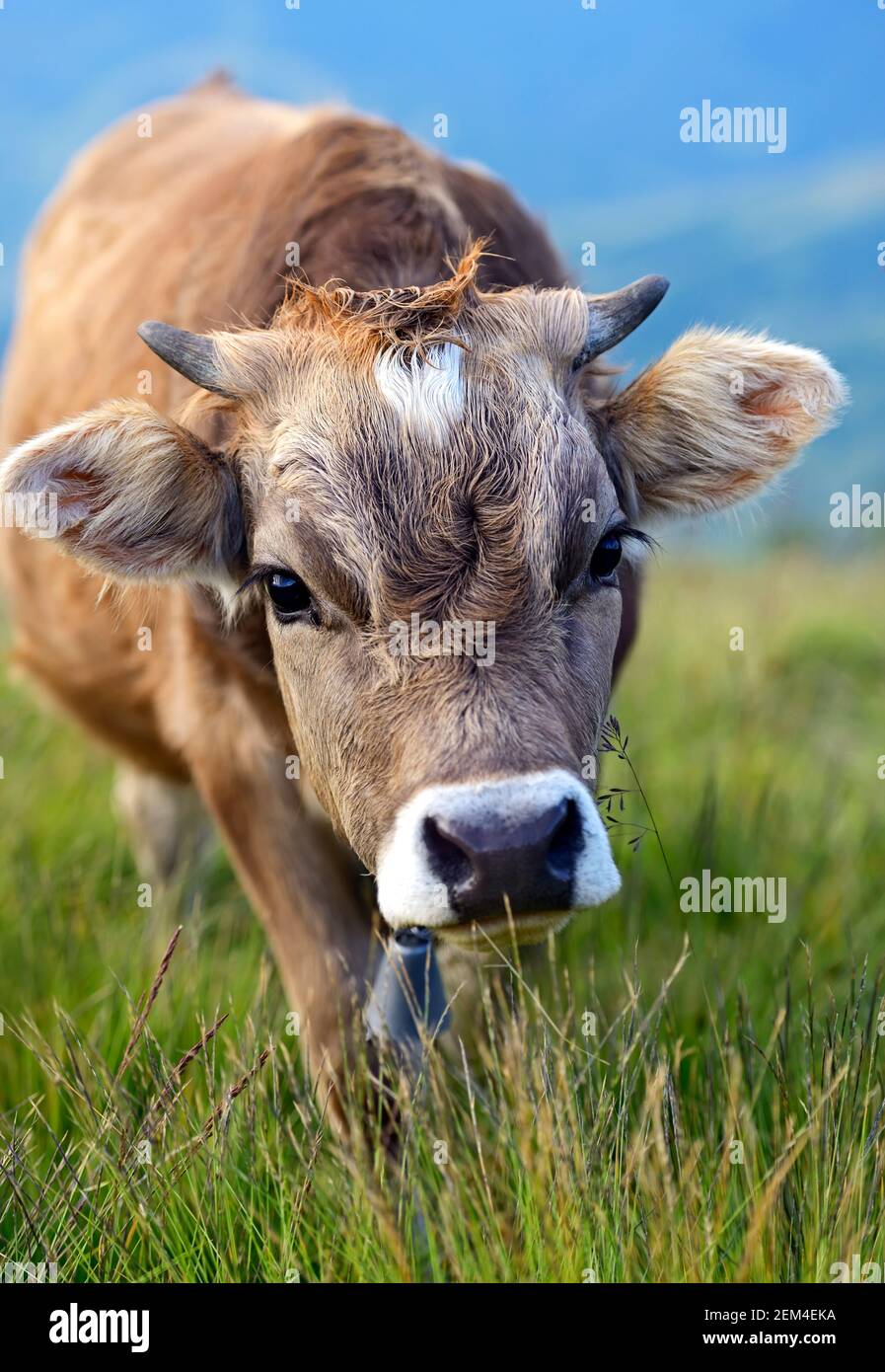 Carpathian cow in a pasture in the mountains in spring Stock Photo