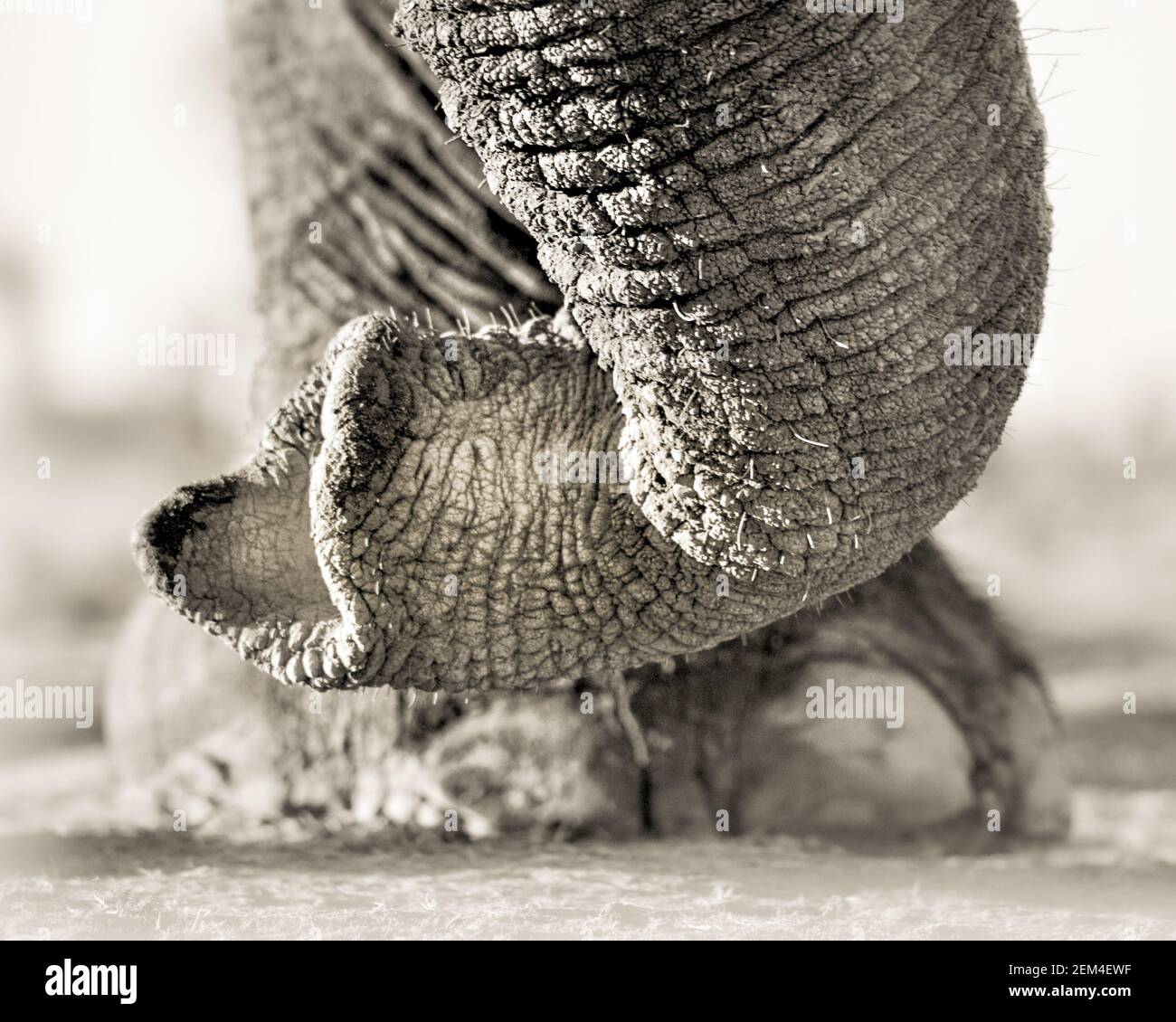 Close up of a bull elephant trunk in Okavango Delta Botswana Stock Photo