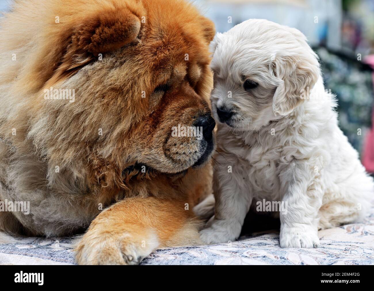 Central Asian Shepherd and Chow Chow to a dog in spring Stock Photo