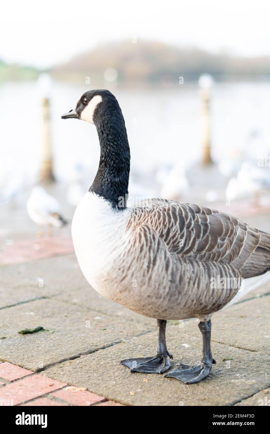 Single canada goose walking on a pavement with other birds in background,  black gray and white big bird in the town or city looking for food, species  Stock Photo - Alamy