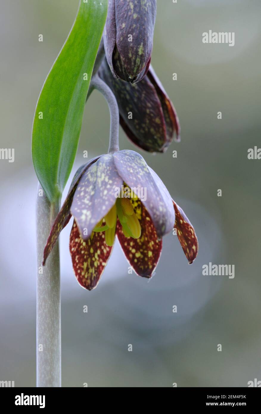Chocolate Lily (Fritillaria affinis), Cowichan Valley, Vancouver Island, British Columbia, Canada Stock Photo