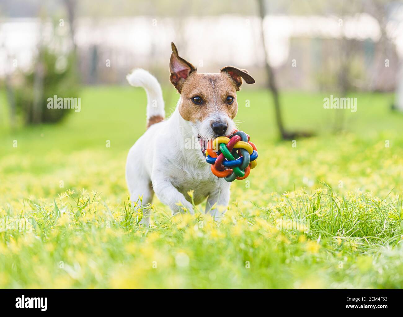 Family pet dog playing with colorful toy on spring lawn in flowers Stock Photo