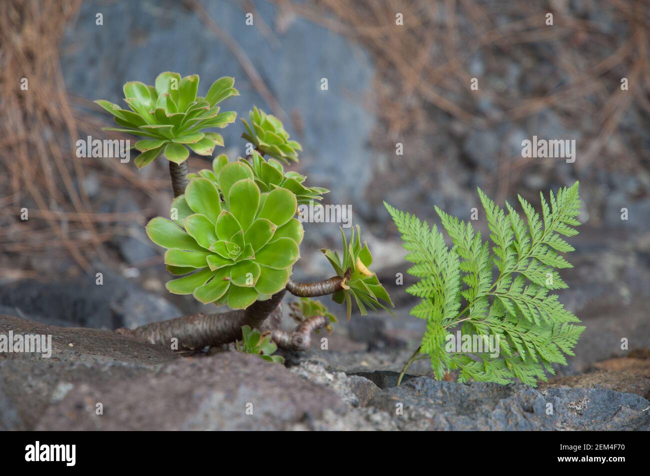 Plant Aeonium calderense and hare's-foot fern Davallia canariensis. Stock Photo