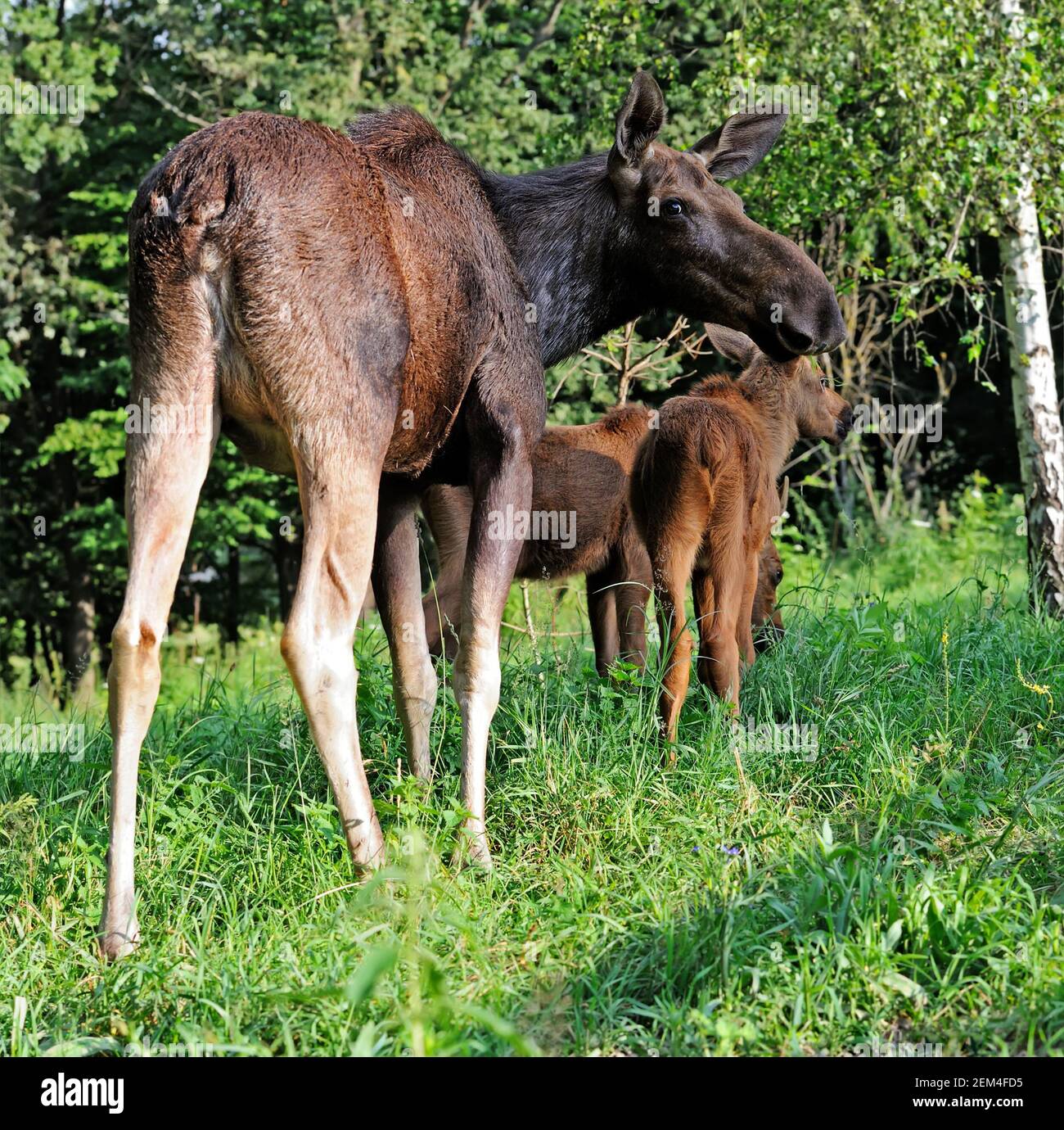 Elk in their natural habitat Stock Photo Alamy