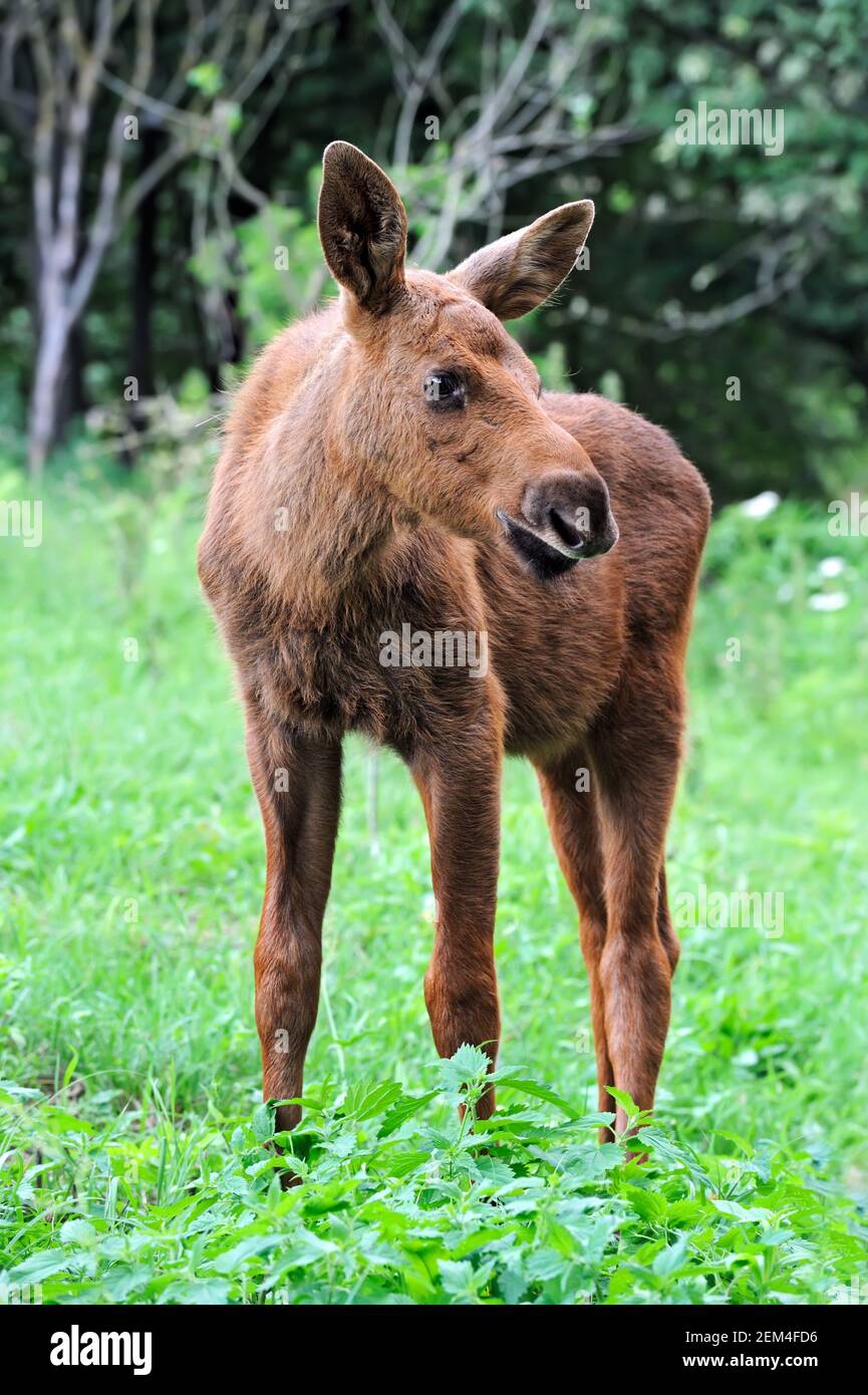 Elk in their natural habitat Stock Photo Alamy