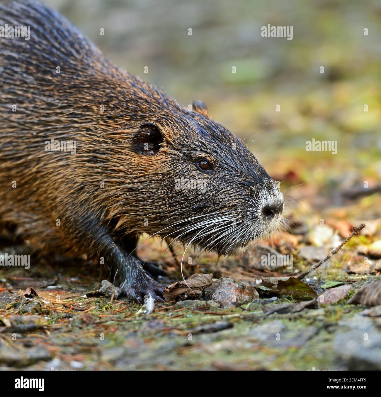 Portrait of a water rat Stock Photo