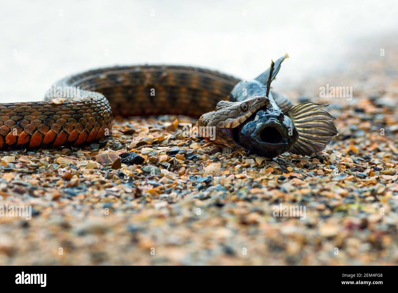 Water snake with the entrapment of fish on the shore of the pond Stock