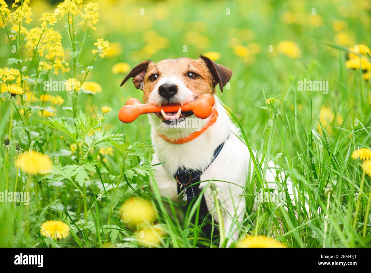 Pet safety and care concept with dog wearing collar for flea and tick repel and treatment Stock Photo