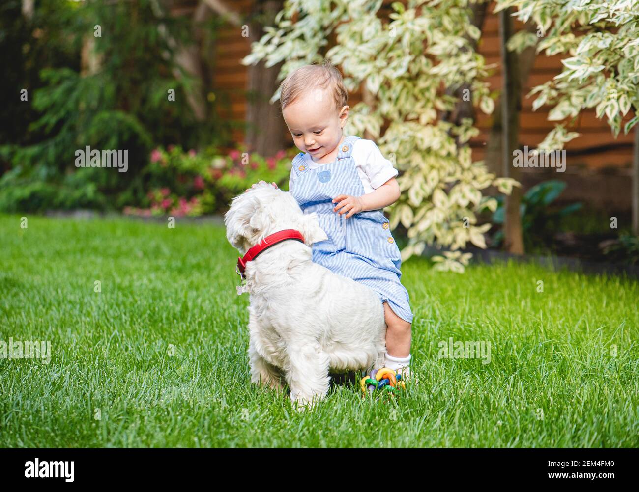 Small toddler girl playing and romping with puppy dog on green grass of backyard lawn on summer day Stock Photo