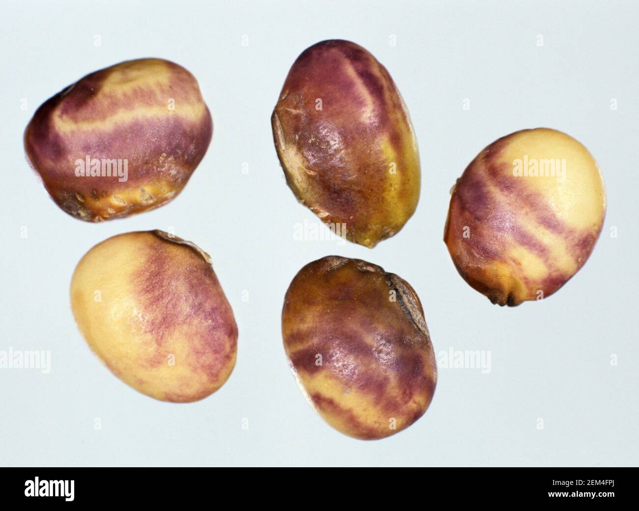 Purple seed stain (Cercospora kikuchii) characteristic staining symptom caused by the disease to soybean seeds Stock Photo