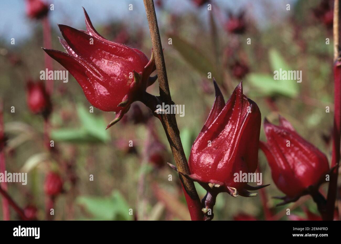 Red okra or roselle (Hibiscus sabdariffa) fruit crop on the bush used in medicine, confectionery and tea making, Thailand Stock Photo