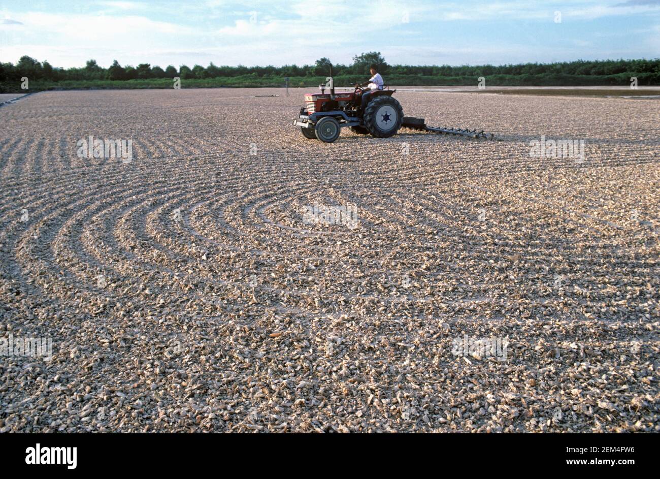 Small tractor raking and sun drying chopped cassava or manioc (Manihot esculenta) starchy root chips for carbohydrate, tapioca, Thailand Stock Photo