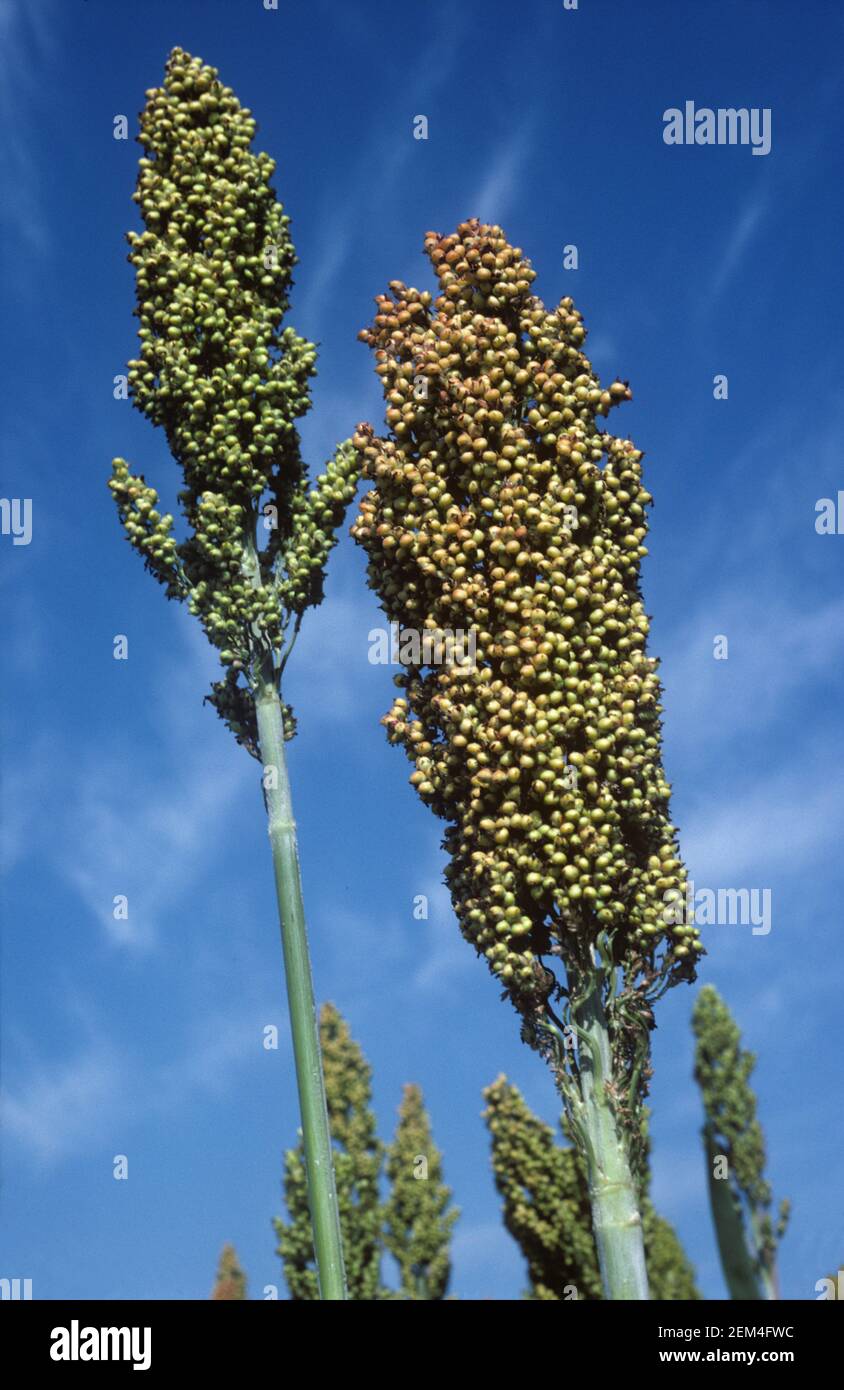 Maturing ears of sorghum, broom-corn or great millet (Sorghum bicolor) against a blue sky, November, Thailand Stock Photo