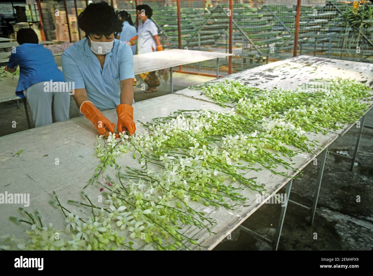 Women preparing orchid blooms for shipping from a commercial orchid nursery in Thailand, November Stock Photo