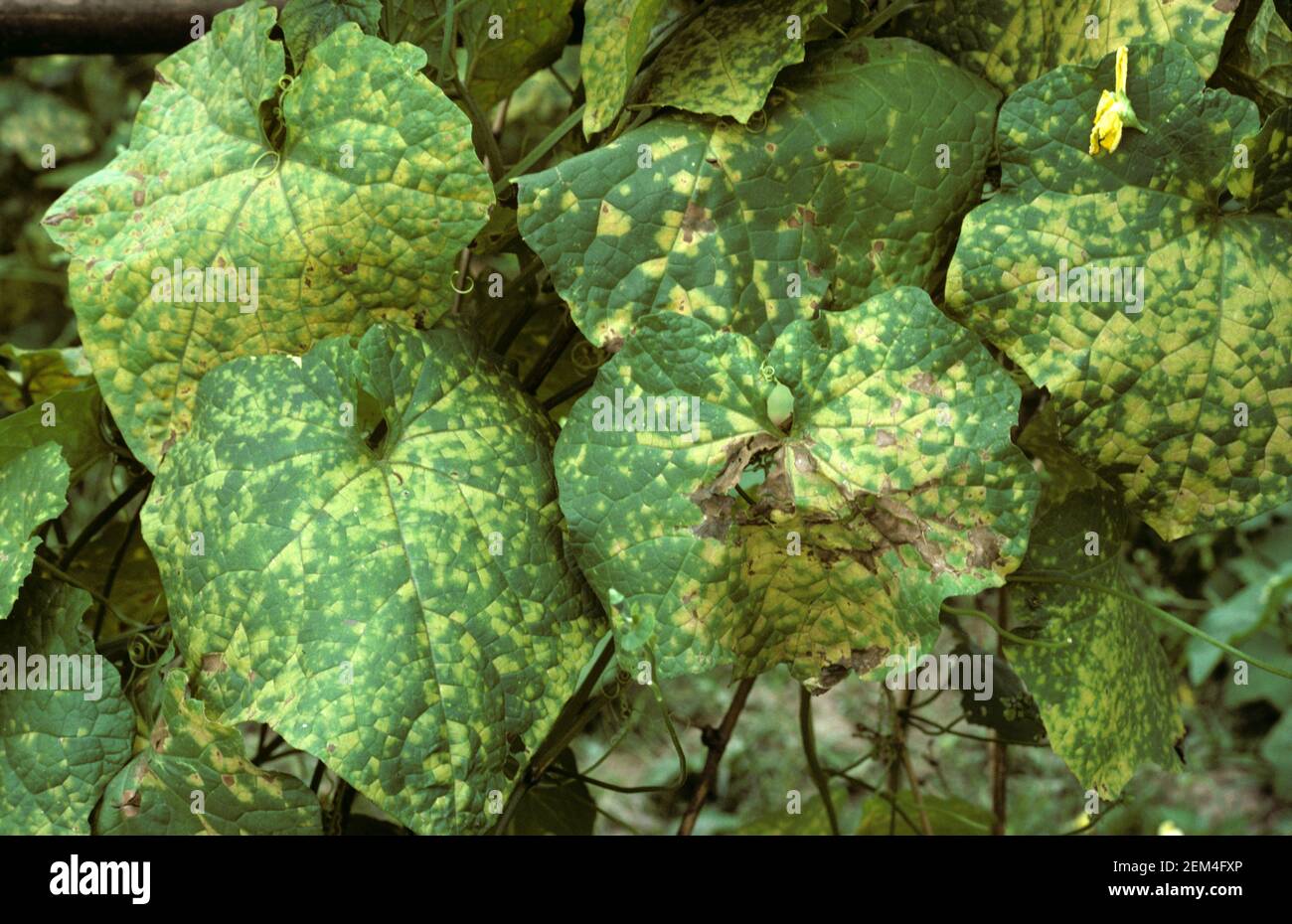 Downy mildew (Pseudoperonospora cubensis) a water mould causing downy mildew lesions on the leaf of a squash plant, Thailand Stock Photo