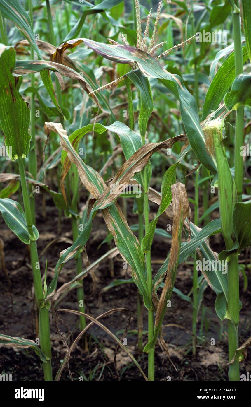 Northern corn leaf blight (Septosphaeria turcica) severe fungal disease lesions on maize / corn crop,  Thailand Stock Photo