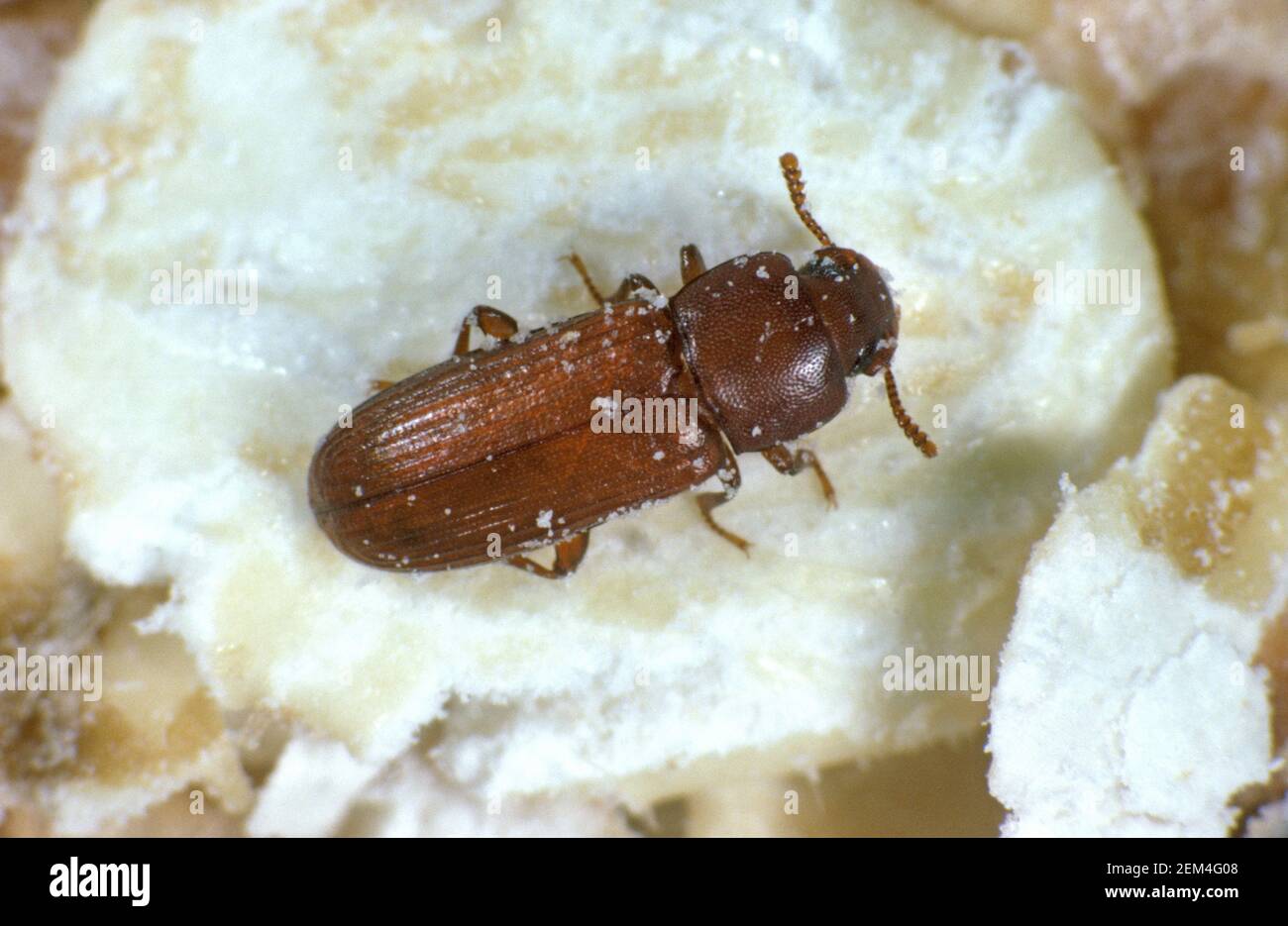 Red flour beetle (Tribolium castaneum) adult storage pest on grain
