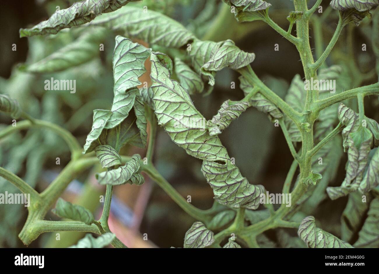 Leaf roll and purple venation on tomato leaves caused to phosphorus