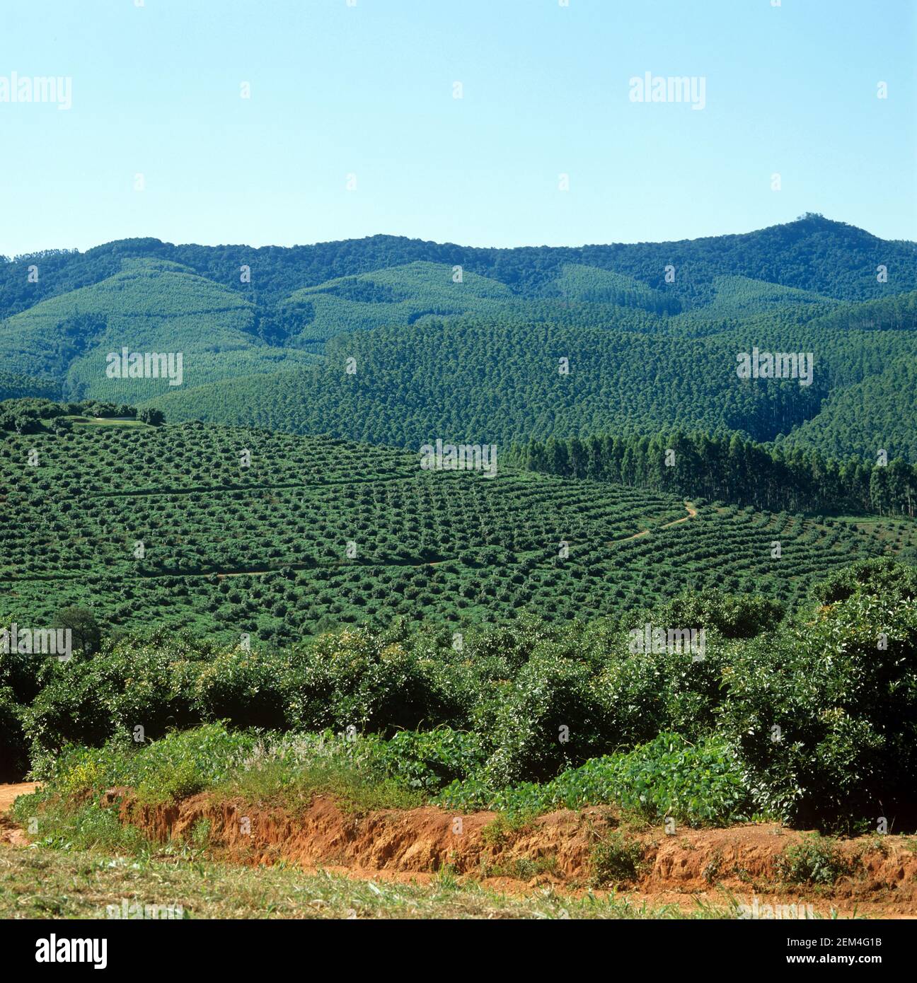 Lines of avocado trees in the foreground with a forestry plantion of Eucalyptus trees over the hills behind, Transvaal, South Africa, February Stock Photo