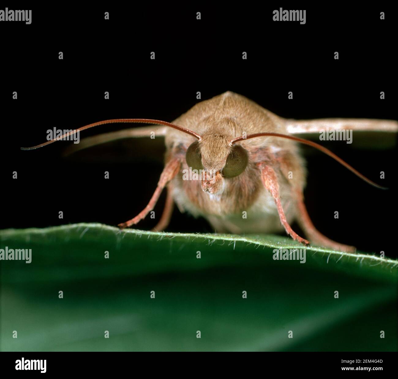 Cotton bollworm, corn earworm or old world bollworm (Helicoverpa