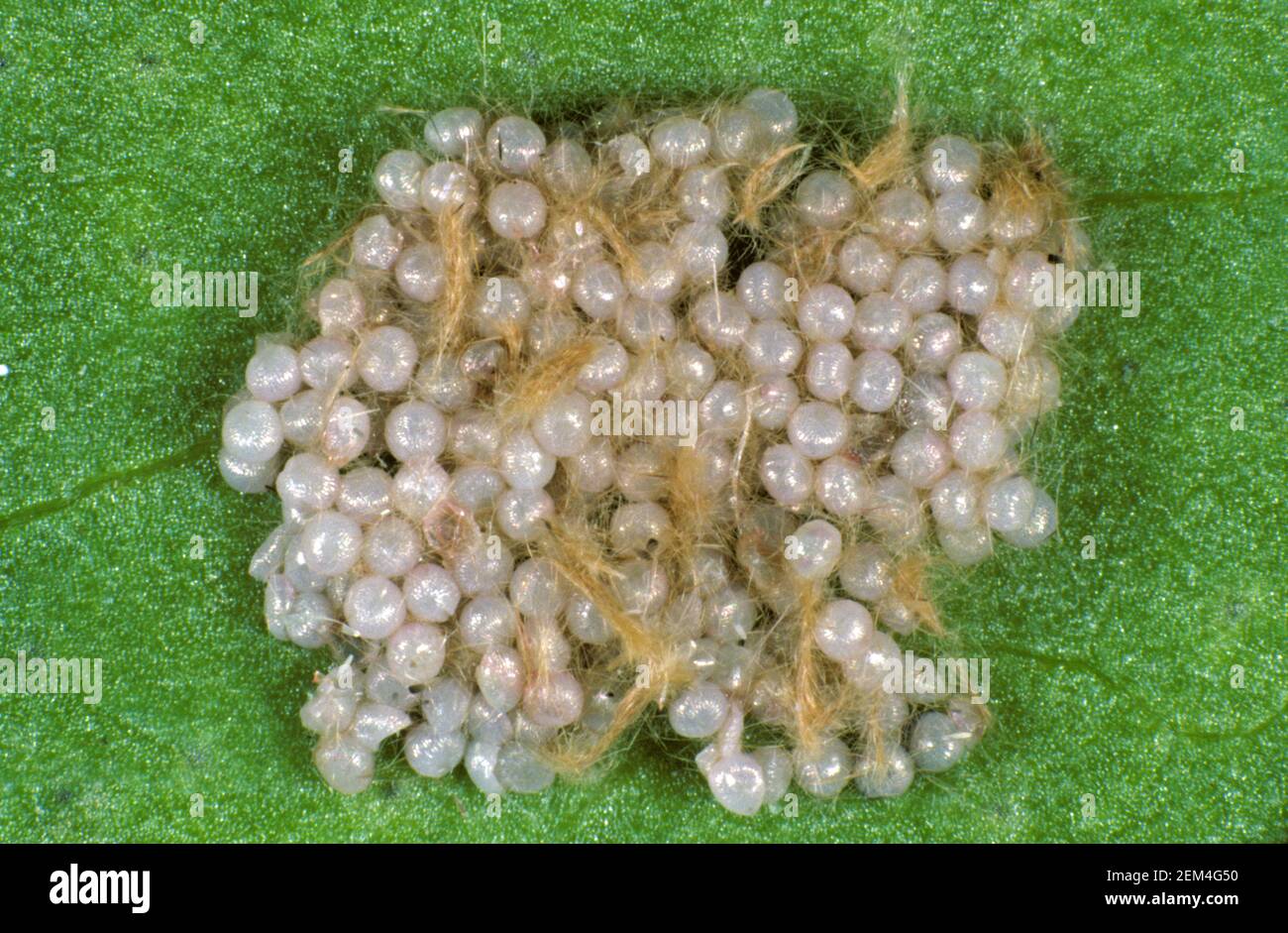 Spodoptera littoralis discount