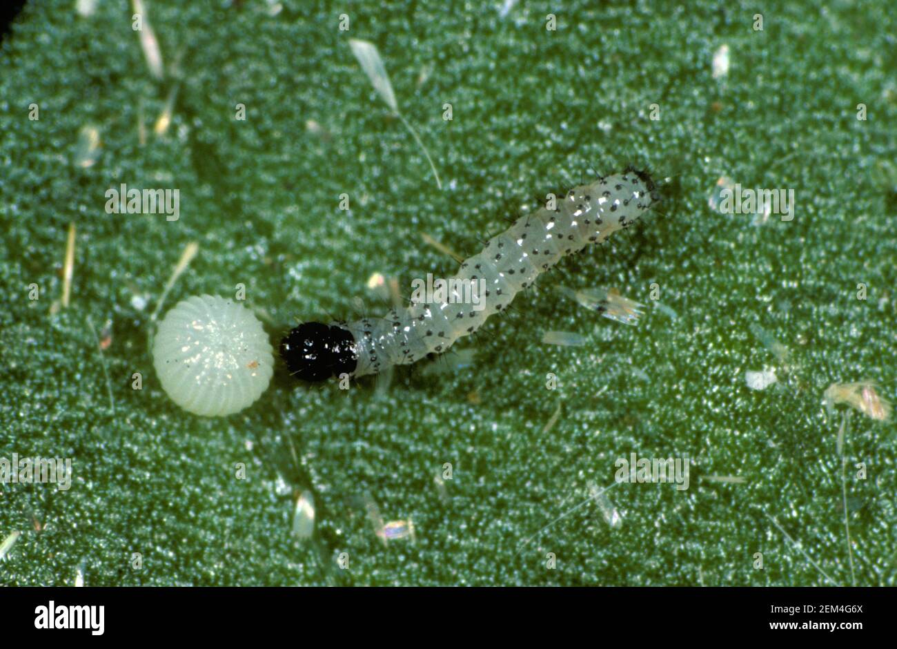 Cotton bollworm, corn earworm or old world bollworm (Helicoverpa armigera) early instar caterpillar on a leaf Stock Photo