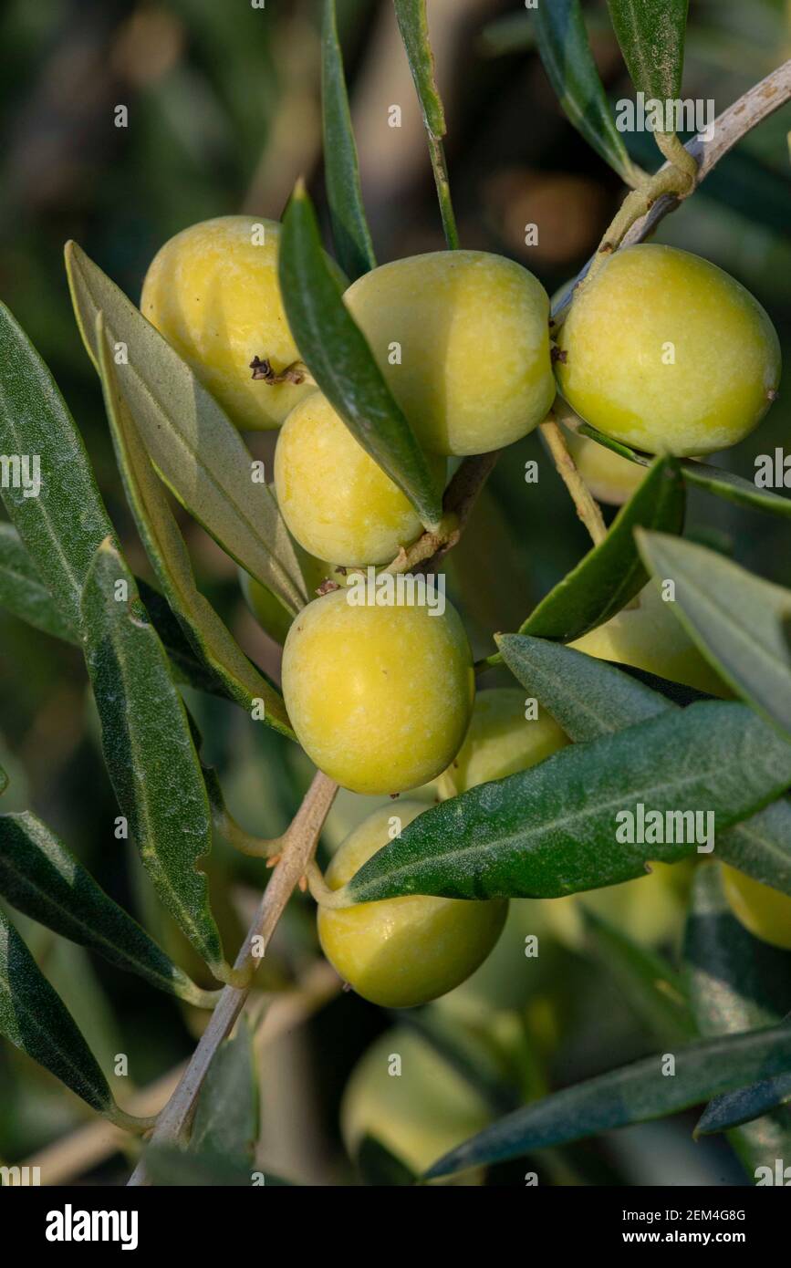 Olives in olive tree, matured for the preparation of the oil Stock