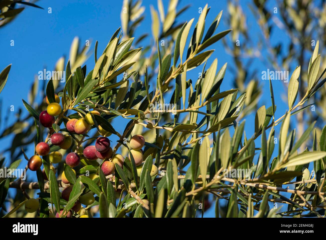 Olives in olive tree, matured for the preparation of the oil Stock Photo