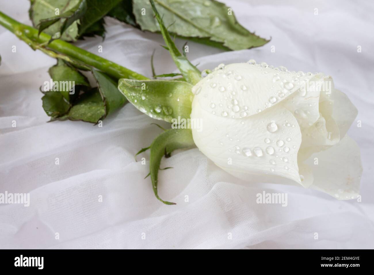 White rose with water droplets - white background Stock Photo - Alamy