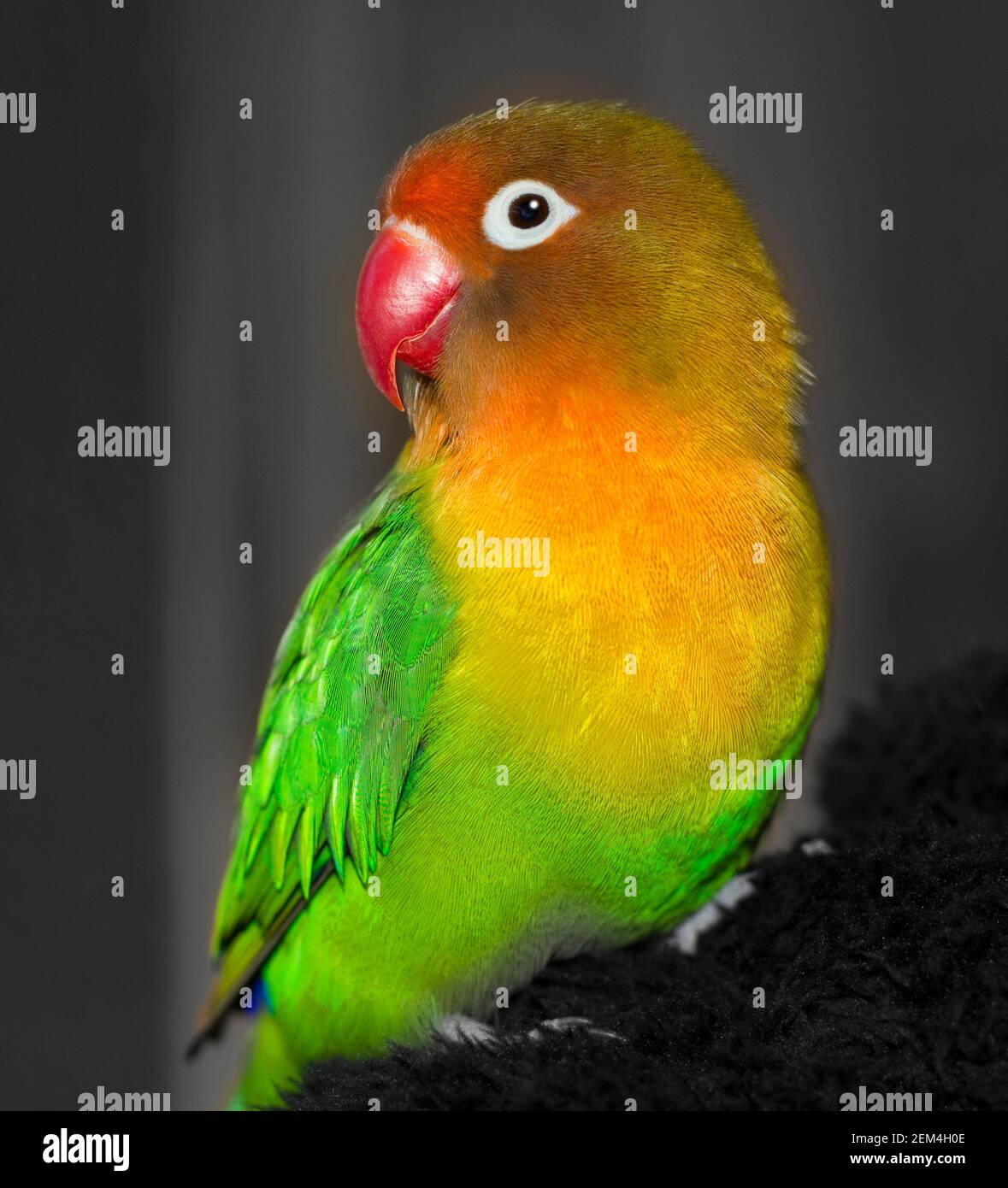 A close-up of a cute fisheri lovebird. The bird is green, yellow and red. Stock Photo