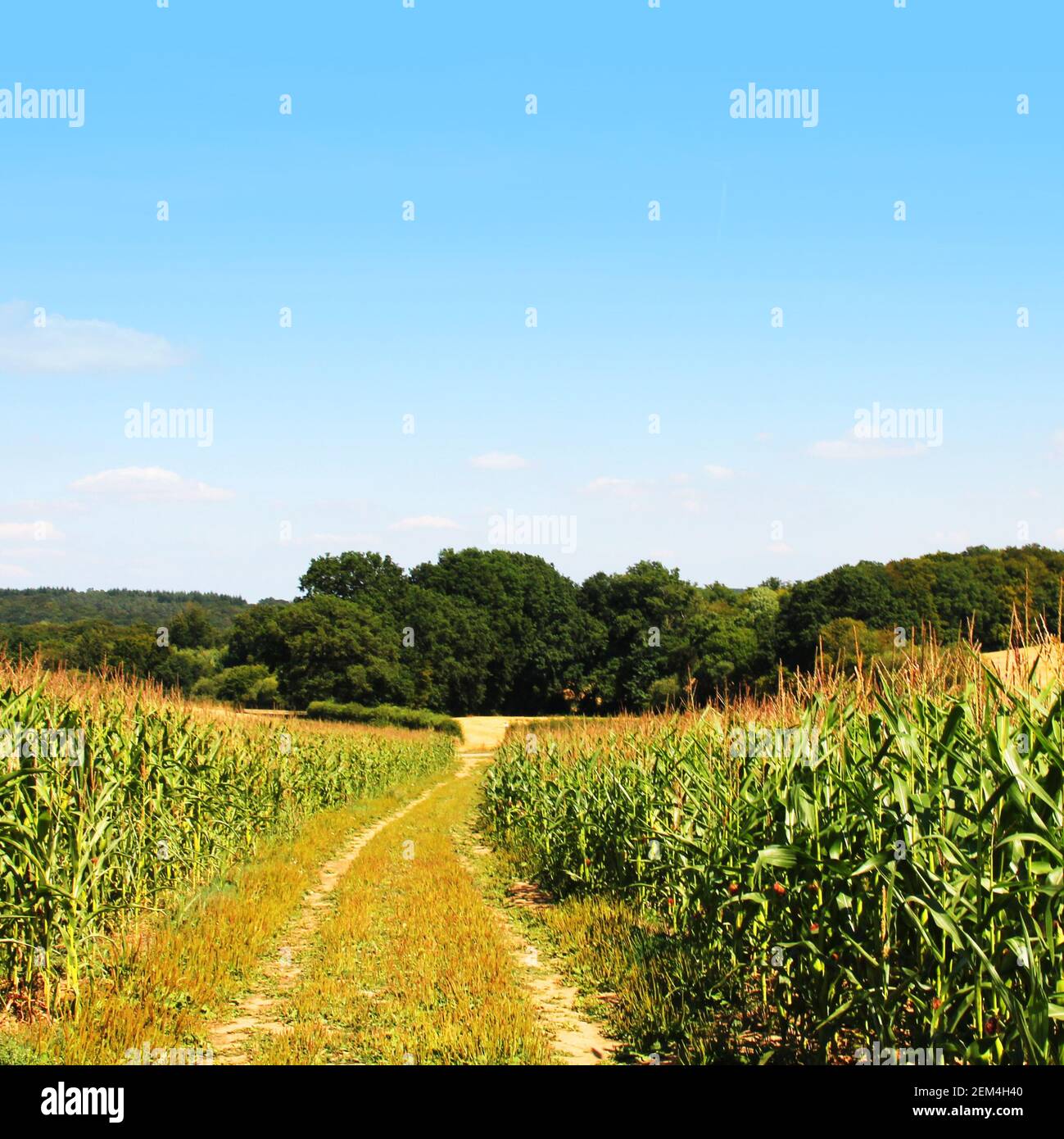 A cornfield with a path. In the distance you see trees and the sky is